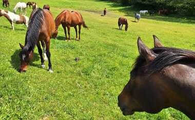 Děkujeme za podporu