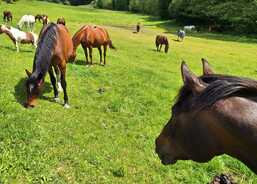 Děkujeme za podporu