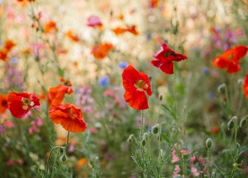 Červnový zpravodaj 6/25